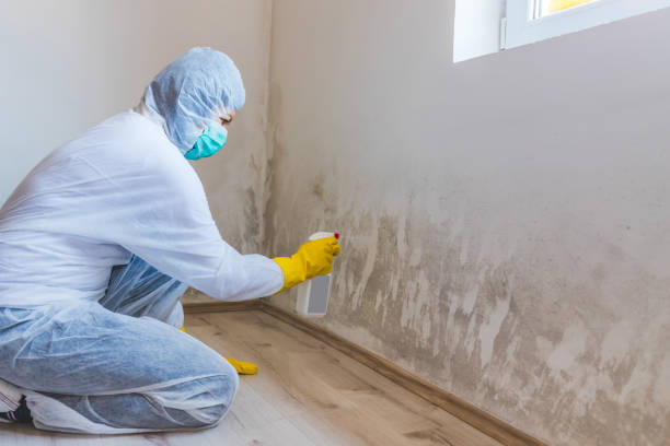Mold Remediation specialist working in Gill